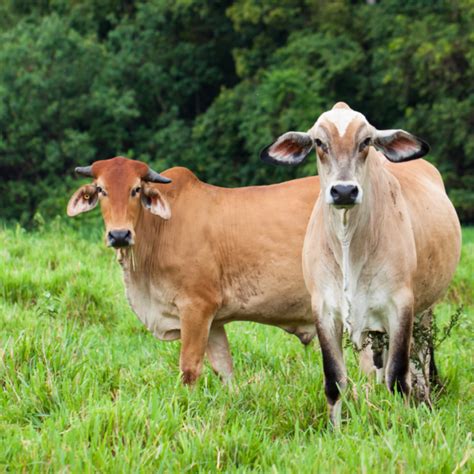 Veja Aspectos De Bem Estar Para Bovinos De Corte Certified Humane