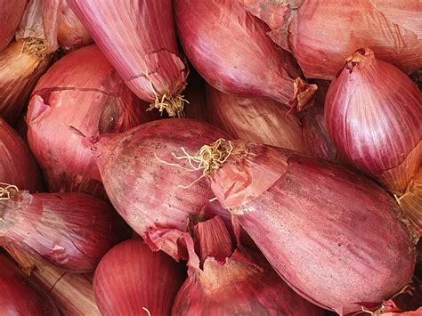 Cipolla Di Tropea Rote Zwiebel Von Tropea La Fattoria Stuttgart