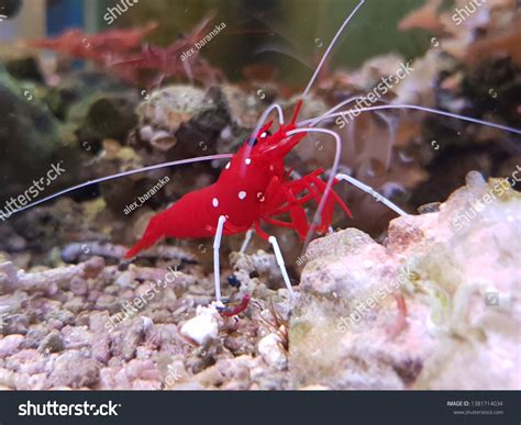 Lysmata Debelius Species Cleaner Shrimp Indigenous Stock Photo