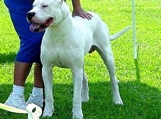 Dogo Argentino Puppy for Sale - Adoption, Rescue for Sale in San Diego ...