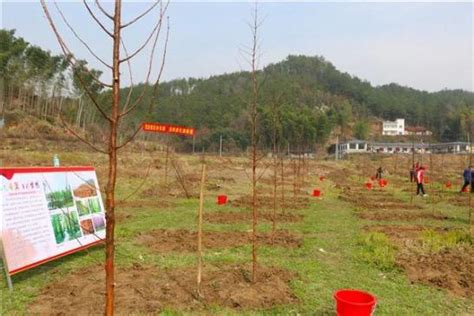 市林业局：飒爽英姿显担当，义务植树添新绿澎湃号·政务澎湃新闻 The Paper