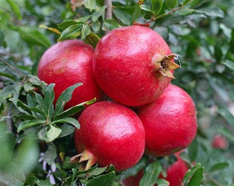 Granada Pomegranate Tree | Ison's Nursery & Vineyard