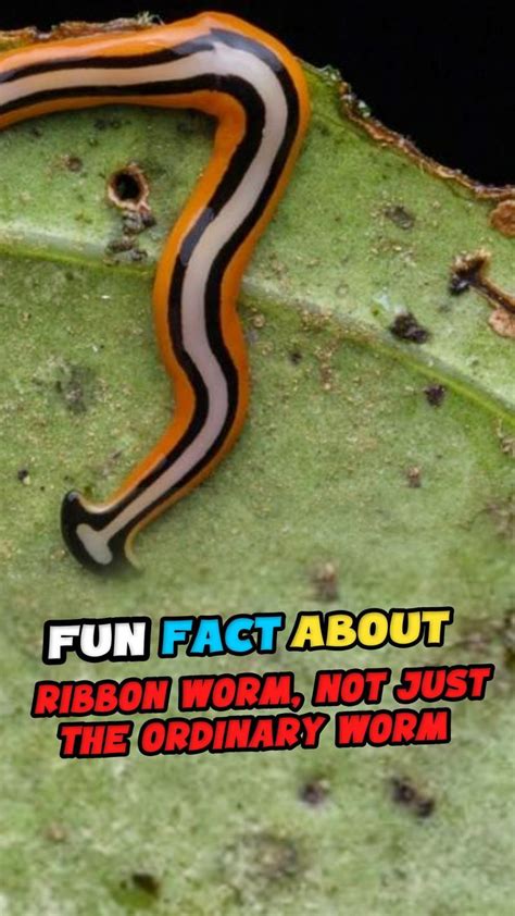 15 Surprising Facts About Ribbon Worm, Not Just The Ordinary Worm ...