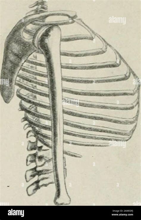 Enfermedades Del Tórax Y Los Principios Del Diagnóstico Físico Fig 8