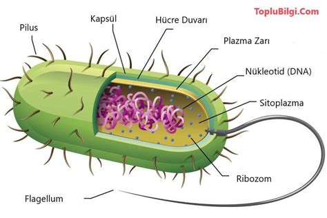 Prokaryotik Hücrelerin Organelleri ve Çoğalması Hücre modeli