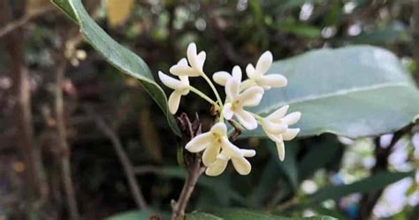 Osmanthus Fragrans Growing and Care Guide