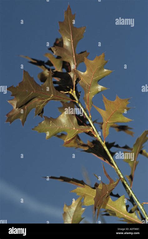 Pin Eiche Quercus Palustris Fotos Und Bildmaterial In Hoher Aufl Sung