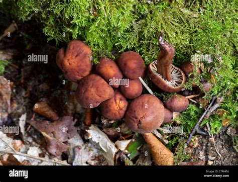 Spindel Toughshank Collybia Fusipes Fotos Und Bildmaterial In Hoher