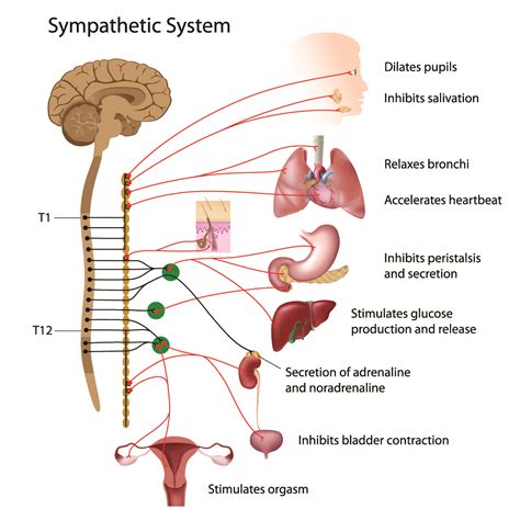 Stellate Ganglion Block Ainsworth Institute