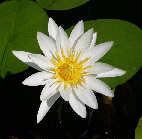 nymphaea aquarium  pond plants   world