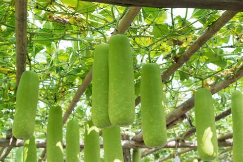 Ash Gourd Winter Melon Wax Gourd Chinese Watermelon White Pumpkin