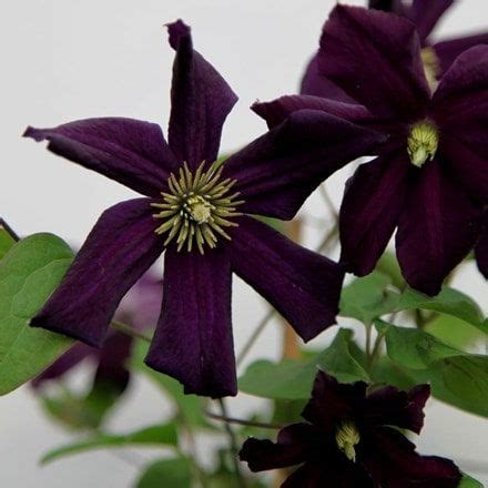 Clematis Romantika Late Large Flowered Clematis Group 3 Syn