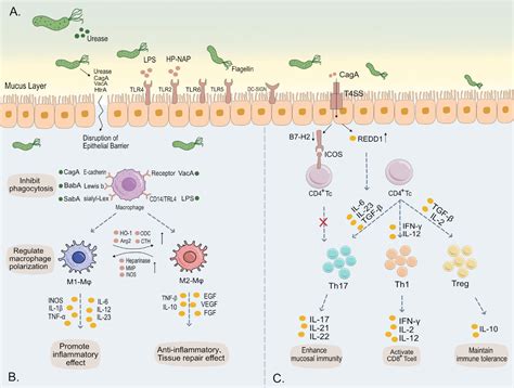 Frontiers Strategies Of Helicobacter Pylori In Evading Host Innate