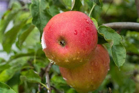 7 Best Braeburn Apple Substitutes (Similar Varieties for Baking and Eating)