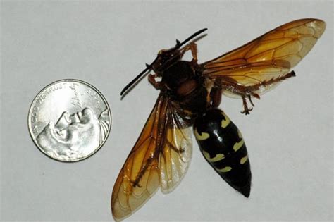 How To Get Rid of A Cicada Killer Wasp - How I Get Rid Of