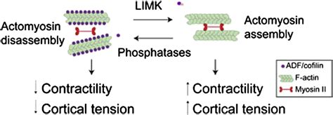 ADF Cofilin Regulates Actomyosin Assembly Through Competitive