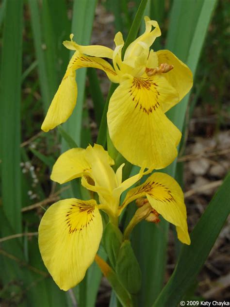 Iris Pseudacorus Pale Yellow Iris Minnesota Wildflowers