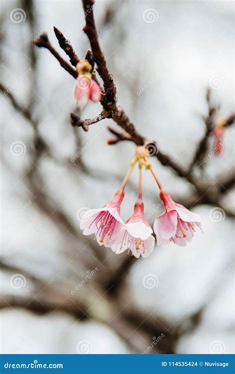 Plena Floraci N Sakura O Rama De La Flor De Cerezo En Fondo De La