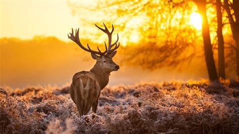 Brown Deer Nature Animals Trees Sunset 4K HD Wallpapers | HD Wallpapers ...