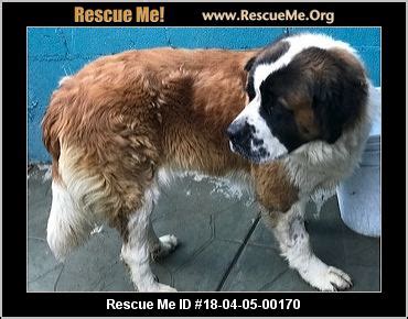 California Saint Bernard Rescue ― ADOPTIONS ― RescueMe.Org