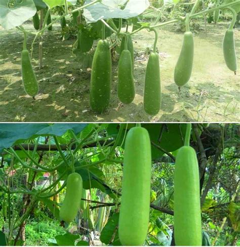 Bottle Gourd Plant