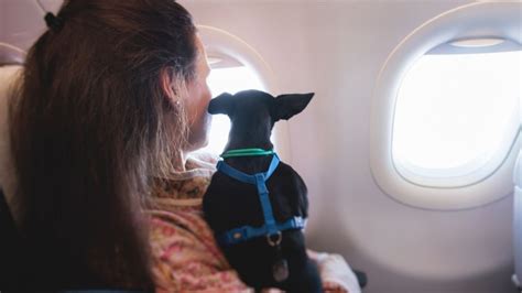 Qu Se Necesita Para Viajar Con Un Perro De Apoyo Emocional En Volaris