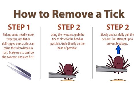 How to Remove a Tick - East Hill Veterinary Clinic