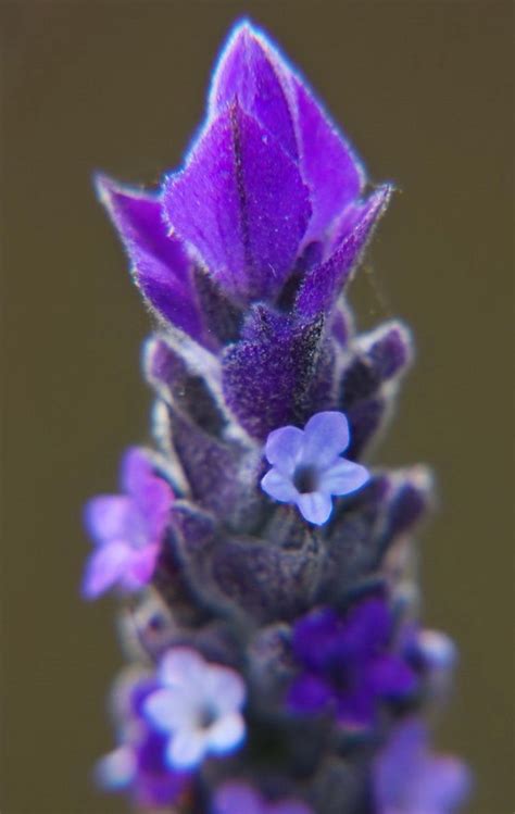 Pin De Mary Hellen Em Tattoo Flores Jardim Paisagens