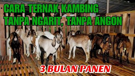 Cara Ternak Kambing Tanpa Ngarit Tanpa Angon Dan Tanpa Bau Bulan