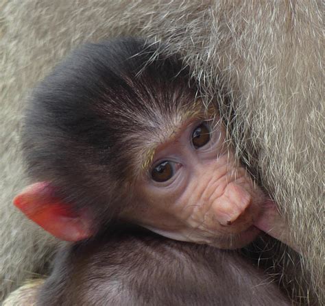 Beautiful Baby Baboon Photograph by Margaret Saheed - Pixels