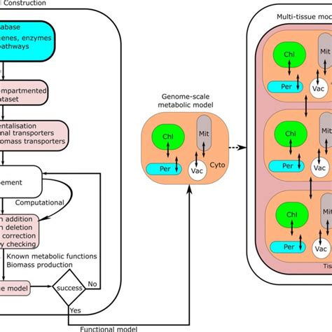 Flowchart Of The Process Of Construction Of Genome Scale Metabolic Download Scientific Diagram