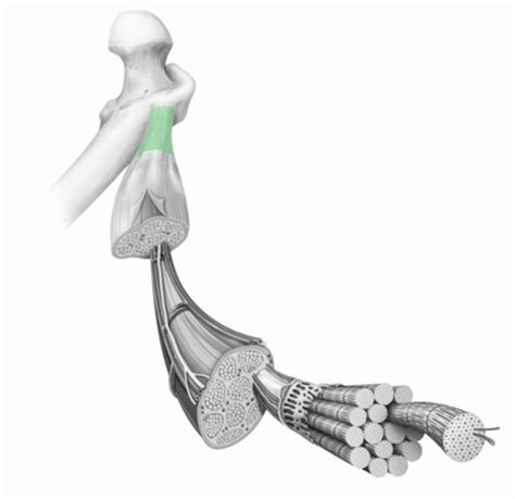 Anatomy Lab 5 Flashcards Quizlet