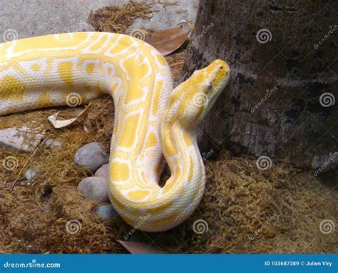 Albino Burmese Python Snake from Asia Stock Image - Image of east ...