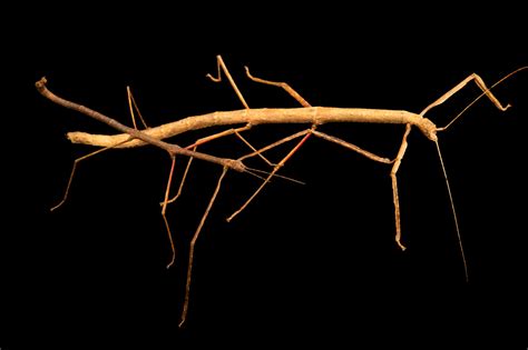 Male And Female Stick Insect Carausius Spinosus Joel Sartore