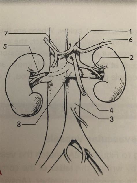 Abdominal Vessels Diagram Quizlet