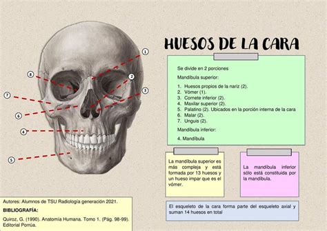 Huesos De La Cara Mapas Mapas Conceptuales Udocz Kulturaupice Porn