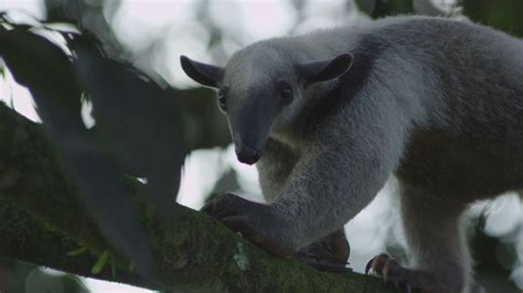 Así Se Protegen Los Ecosistemas Donde Habita El Oso Hormiguero En El