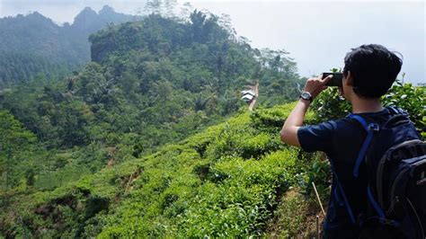 Menikmati Pesona Hutan Teh Di Bukit Menoreh Kulonprogo Halaman