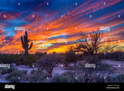 Desert Landscape With Saguaro Cactus Saguaro At Sunset Saguaro