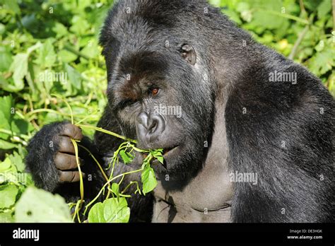 Male Silverback Mountain Gorilla Eating Leaves Gorilla Beringei