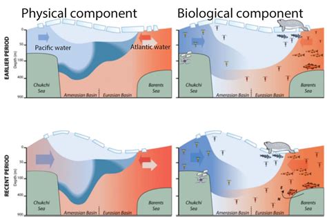 Conceptual Model Of Arctic Oce [image] Eurekalert Science News Releases