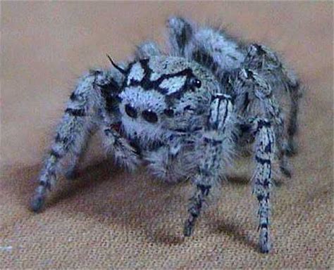 Arachnology Photo: Beautiful! Blue Spider! | Spider, Insects, Jumping ...