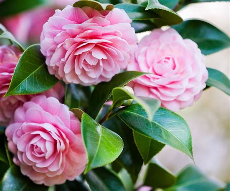 Best Plants For Pots All Year Round – Four Season Containers