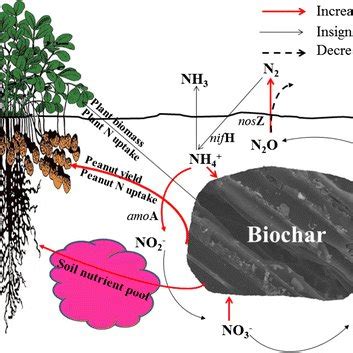 PDF Biochar Amendment With Fertilizers Increases Peanut N Uptake