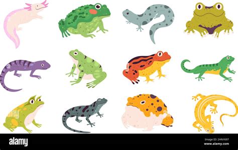 Tropical Colorful Decorative Amphibian Frogs Lizards And Toads