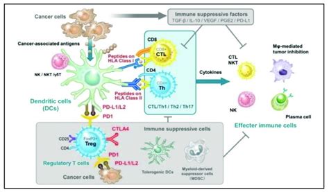 The Dual Immune Stimulatory And Immunosuppressive Roles Of Dcs Inside Download Scientific