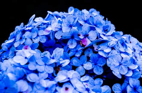 Makna Bunga Hydrangea Dengan Warna Kelopaknya Yang Mempesona