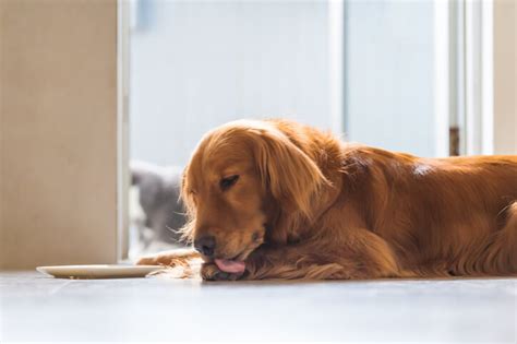 Saiba porque seu cachorro lambe tanto as patas MS POST Notícias do