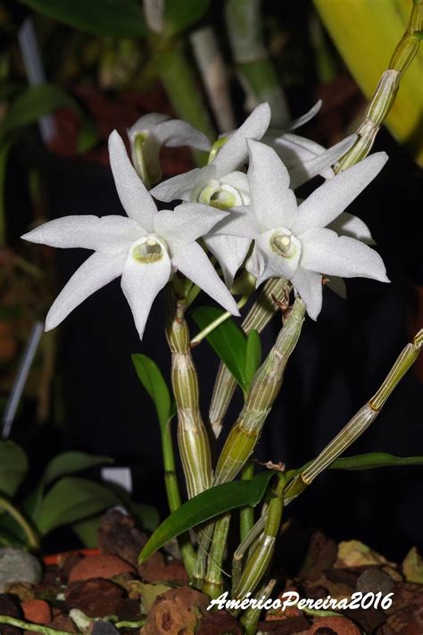 Orquídeas Soltas Dendrobium Moniliforme