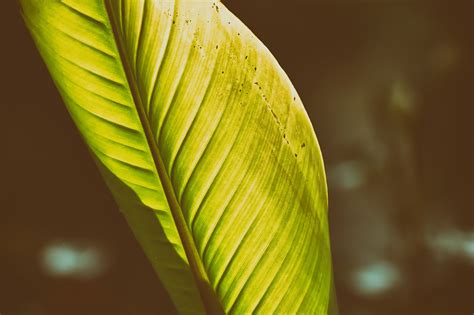 Banana leaf, plant, green, garden, leaf drop - free image from needpix.com